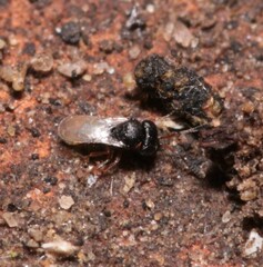 Trissolcus