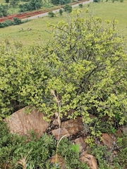 Vangueria parvifolia