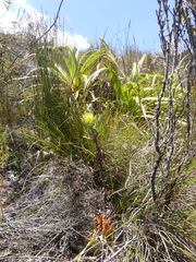 Leucospermum gracile