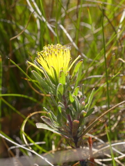 Leucospermum gracile