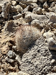 Escobaria chlorantha