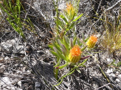 Leucospermum gracile