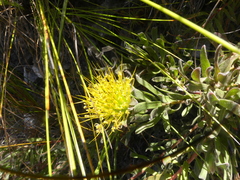 Leucospermum gracile