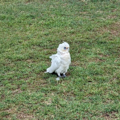 Cacatua sanguinea gymnopis