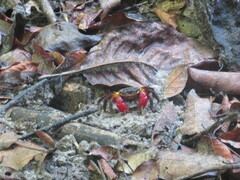 Neosarmatium fourmanoiri