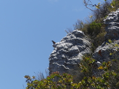 Geocolaptes olivaceus