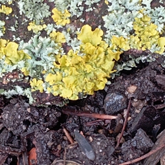 Xanthoria parietina