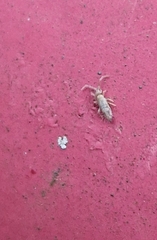 Entomobrya nivalis