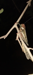Tropidacris cristata