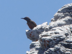 Geocolaptes olivaceus