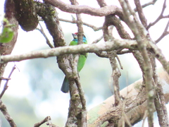 Psilopogon asiaticus