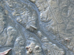 Periophthalmus argentilineatus