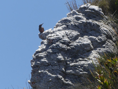 Geocolaptes olivaceus