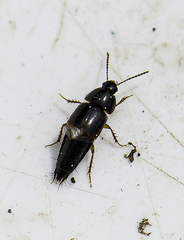Tachinus rufipes
