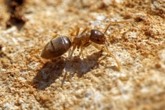 Bothriomyrmex