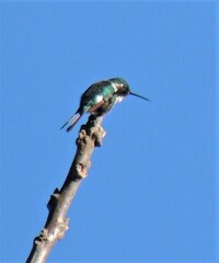 Microstilbon burmeisteri