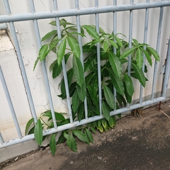 Alstonia scholaris