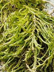 Brachythecium albicans