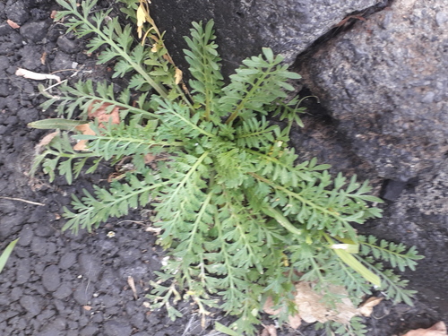 Lepidium didymum image