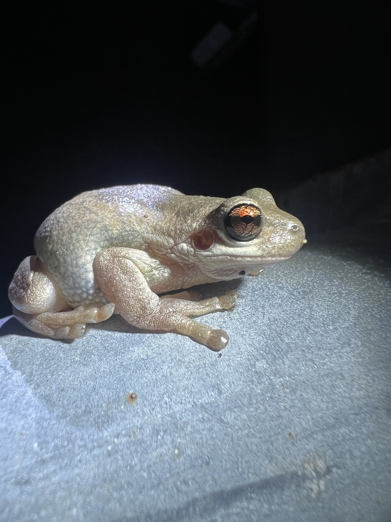 screaming tree frog from Hexham Swamp Nature Reserve, Hexham, NSW, AU