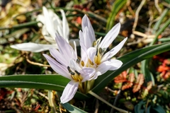 Colchicum hungaricum