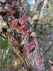 Herpothallon rubrocinctum