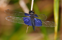 Rhyothemis triangularis