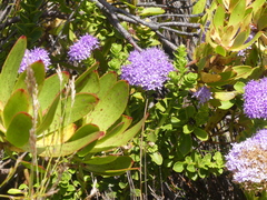 Pseudoselago pulchra