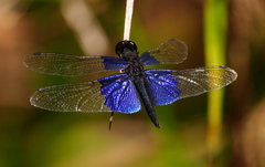 Rhyothemis triangularis