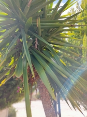 Yucca gigantea