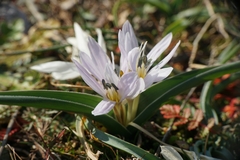 Colchicum hungaricum