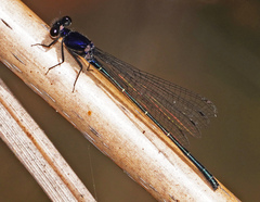 Onychargia atrocyana