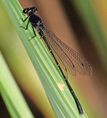 Onychargia atrocyana