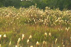 Andropogon bicornis