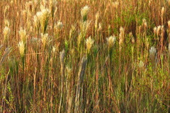 Andropogon bicornis