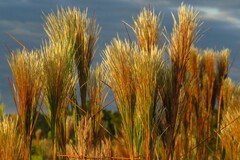 Andropogon bicornis