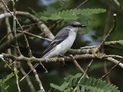 Pericrocotus divaricatus