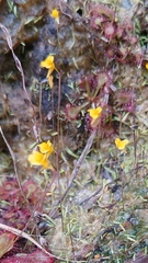 Utricularia bifida