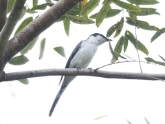 Pericrocotus divaricatus