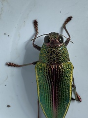 Psiloptera attenuata
