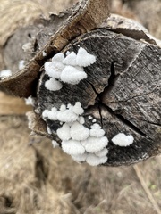 Schizophyllum