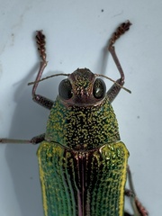 Psiloptera attenuata