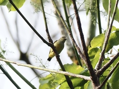 Dicaeum trigonostigma