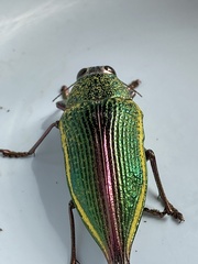 Psiloptera attenuata