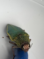 Psiloptera attenuata