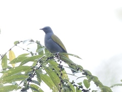 Rubigula cyaniventris
