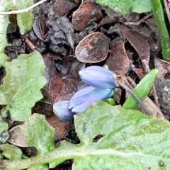 Scilla siberica
