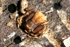 Pistius truncatus