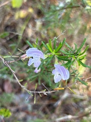 Conradina grandiflora