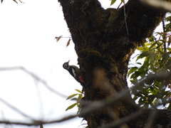 Dendrocopos himalayensis